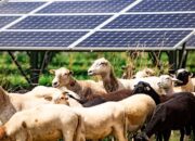 Syam Basrijal Dorong Transformasi Lahan PLTS Menjadi Sumber Pangan Lewat Solar Grazing
